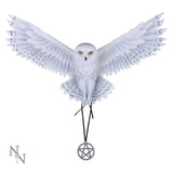 Anne Stokes Awaken your Magic Owl Pentagram Wall Plaque Default Title - Wall Hanging Sculptures at Gift Moments