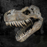 Tyrannosaurus Rex Large Dinsoaur Skull 51.5cm - Wall Hanging Sculptures at Gift Moments