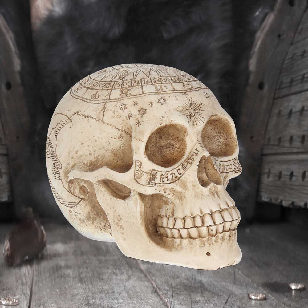 Astrological Skull Engraved With The Zodiac Circle 20cm - Figurines Medium (15-29cm) at Gift Moments