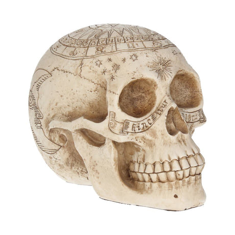 Astrological Skull Engraved With The Zodiac Circle 20cm Default Title - Figurines Medium (15-29cm) at Gift Moments