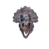 Triceratops Dinosaur Skull 23cm - Wall Hanging Sculptures at Gift Moments