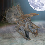 Triceratops Dinosaur Skull 23cm - Wall Hanging Sculptures at Gift Moments