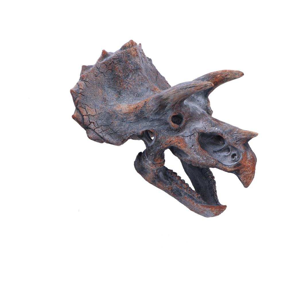 Triceratops Dinosaur Skull 23cm: 2 - Wall Hanging Sculptures By Gift Moments