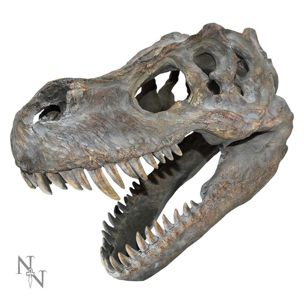 Tyrannosaurus Rex Dinosaur Skull Small 39.5cm: 2 - Wall Hanging Sculptures By Gift Moments