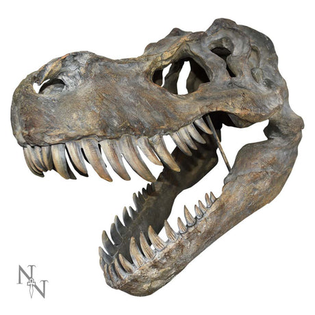 Tyrannosaurus Rex Large Dinsoaur Skull 51.5cm: 2 - Wall Hanging Sculptures By Gift Moments