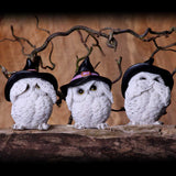 Three Wise Feathered Familiars 9cm - Figures & Collectables at Gift Moments