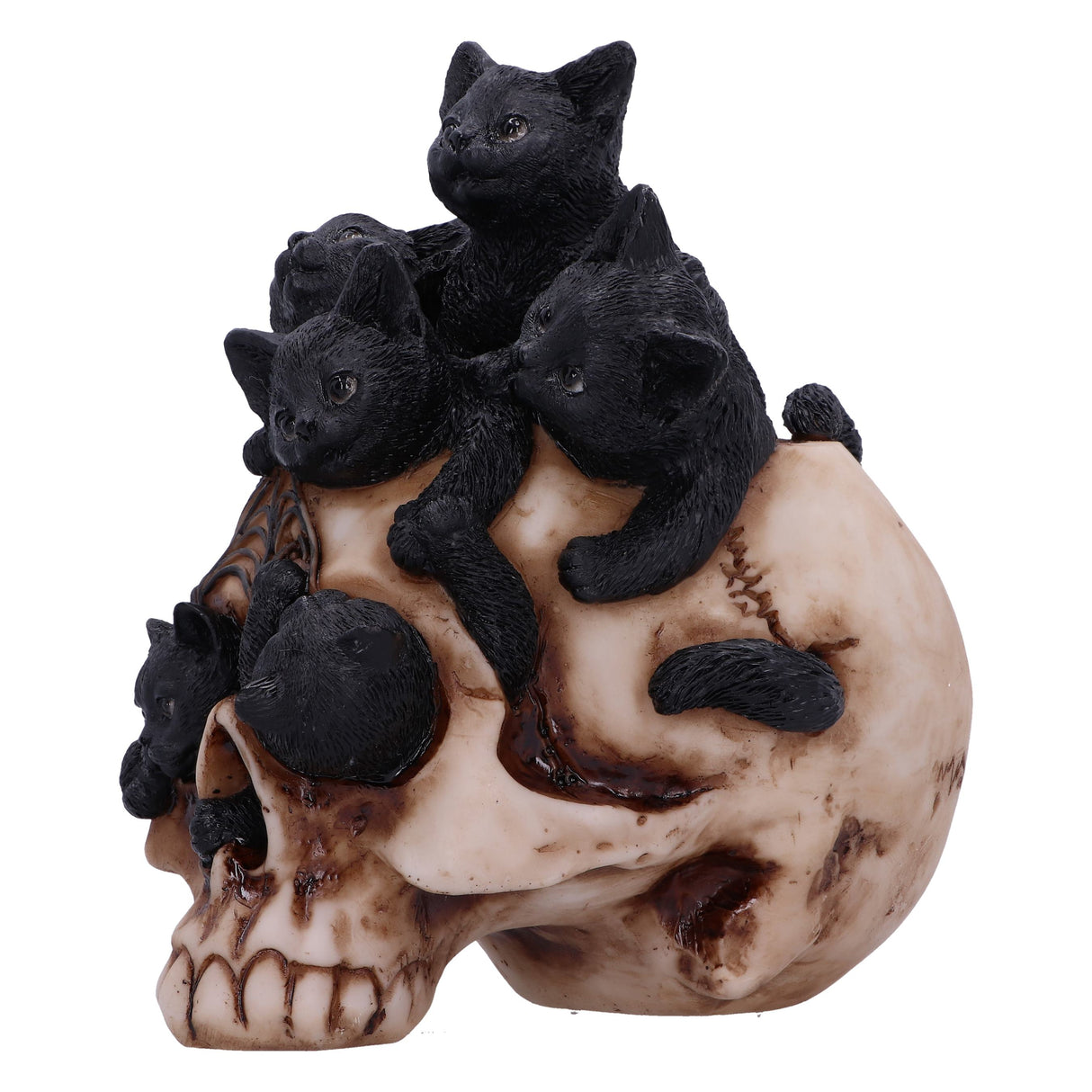 Cranial Litter Skull - Figures & Collectables at Gift Moments