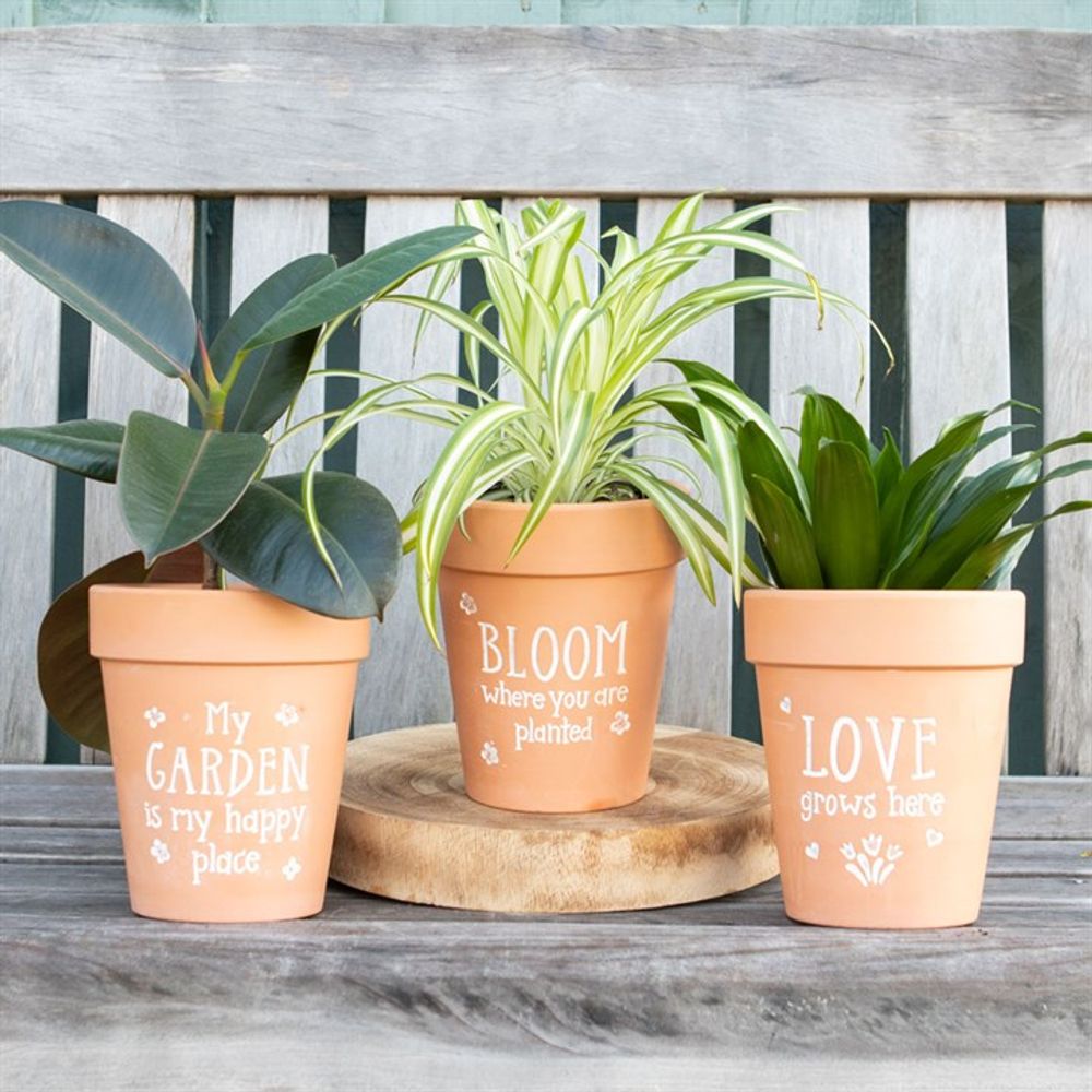 Bloom Where You Are Planted Terracotta Plant Pot - Pots & Planters at Gift Moments