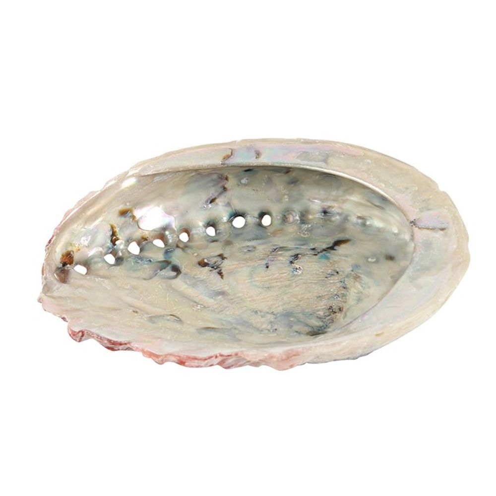 Yellow Abalone Shell 10cm for Smudging and Palo Santo - at Gift Moments