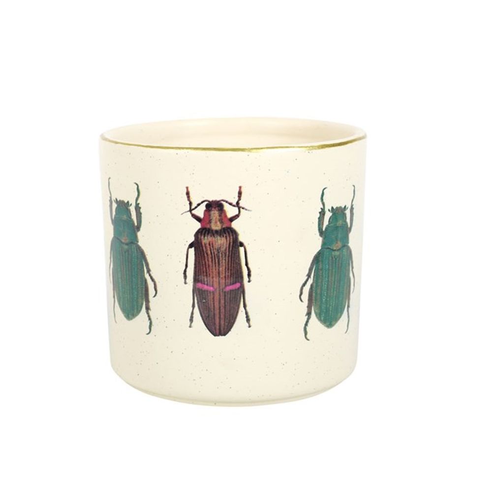 Off White Beetle Plant Pot - Pots & Planters at Gift Moments