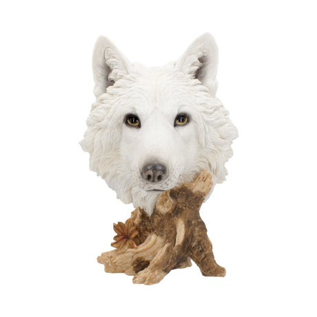 Wild Winter White Wolf Bust 27.5cm: 2 - Figures & Collectables By Gift Moments